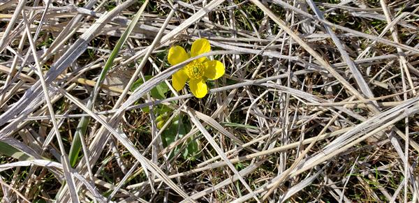 Alex Darnell's Buttercup